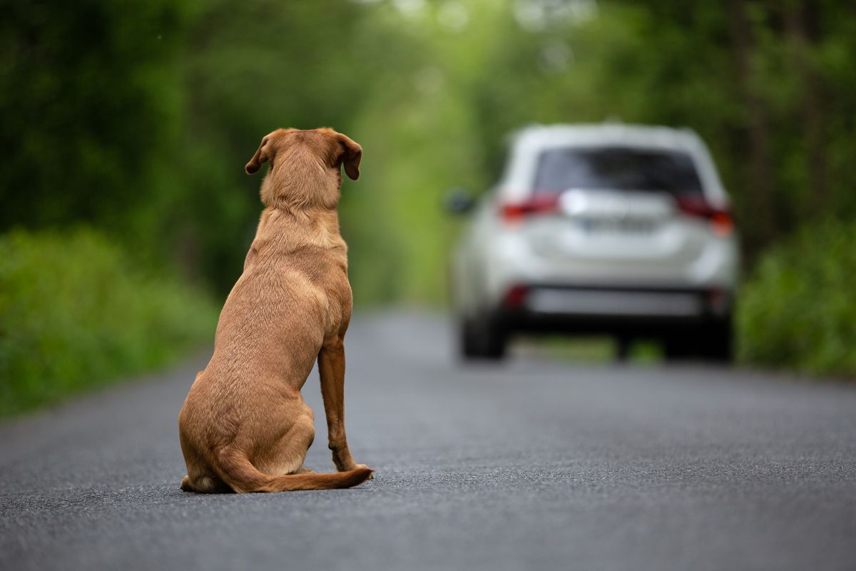 Accidentes con animales en carretera: qué debemos hacer